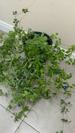 Mature Blue butterfly pea plant  with flowers