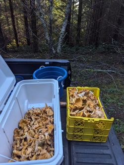 Freshly Picked Chanterelle Mushrooms