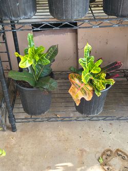 Croton plants