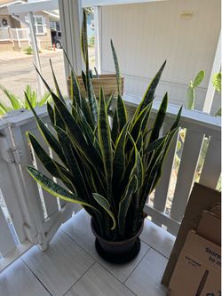 Plant