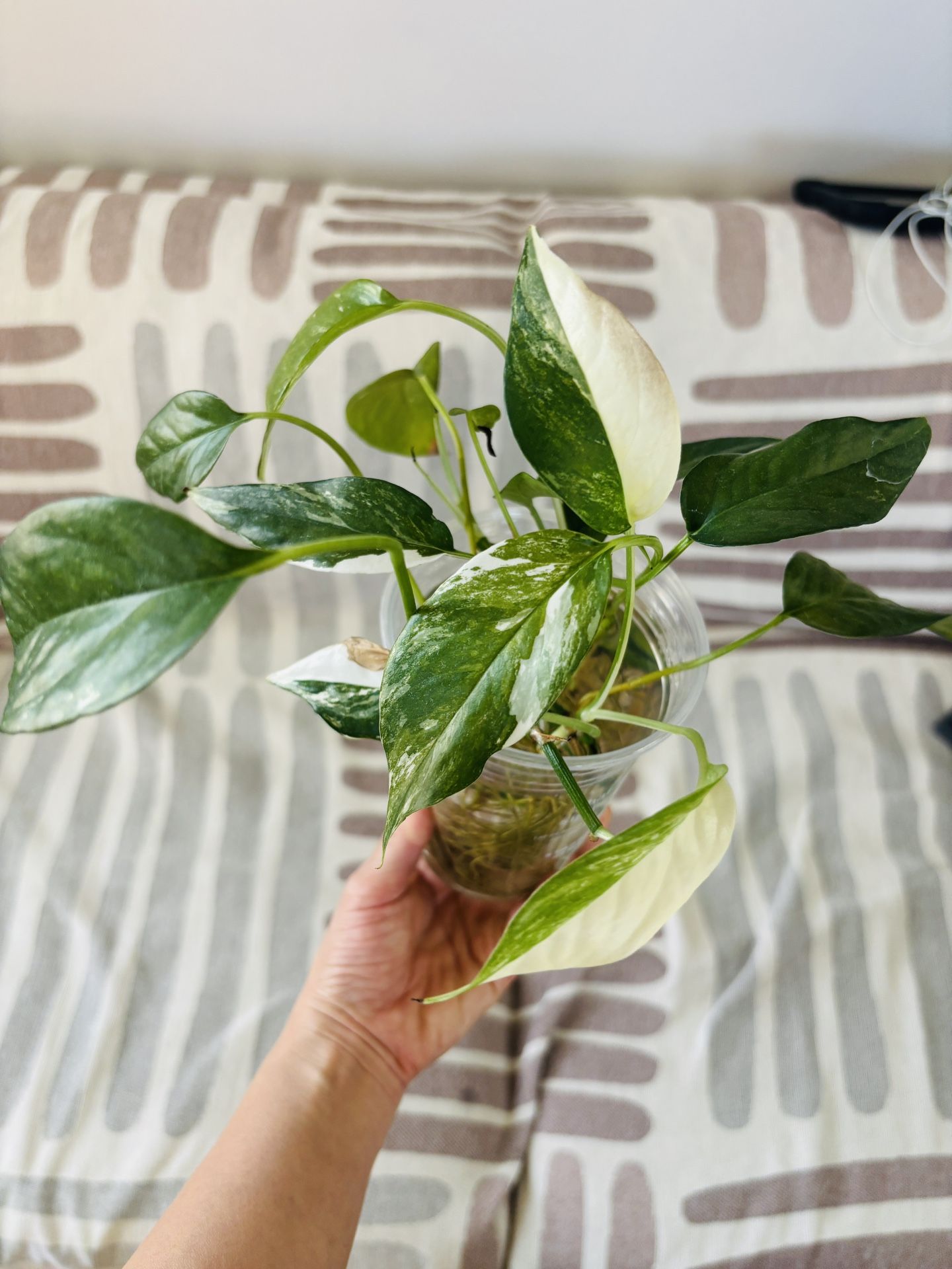 Epipremnum pinnatum albo variegata