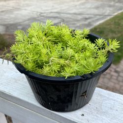 Large succulent In 10”pot 