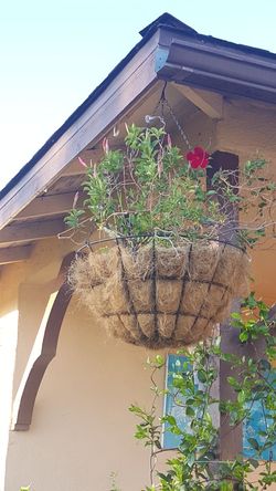 Basque of flowers