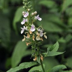 1 Live American Germander Plant in pot (Teucrium canadense)