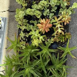 Succulent In 2.5 Inches Pot $1.50ea