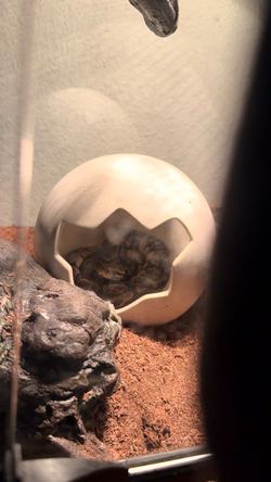Snake+enclosure