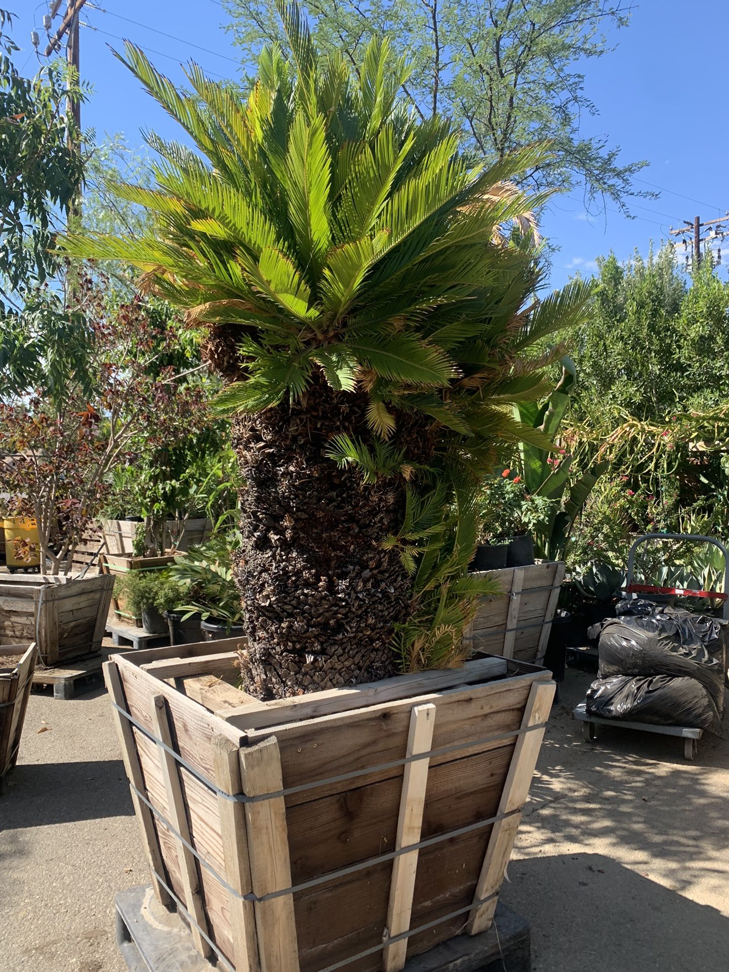 Sago Palm Tree for Sale in Highland, CA OfferUp