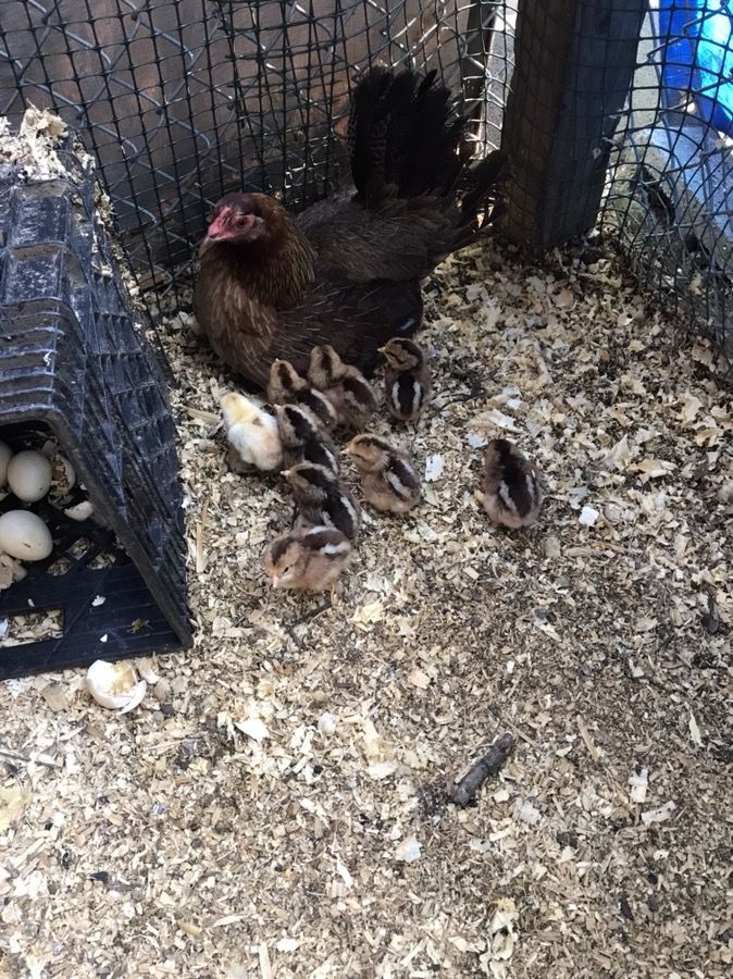 Lacy Roundhead gamefowl baby chiks for sale