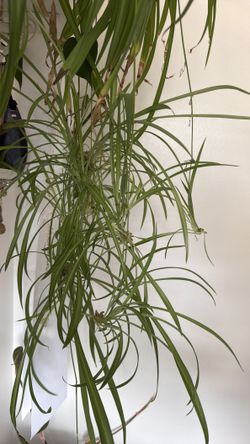 Spider Plant Starts