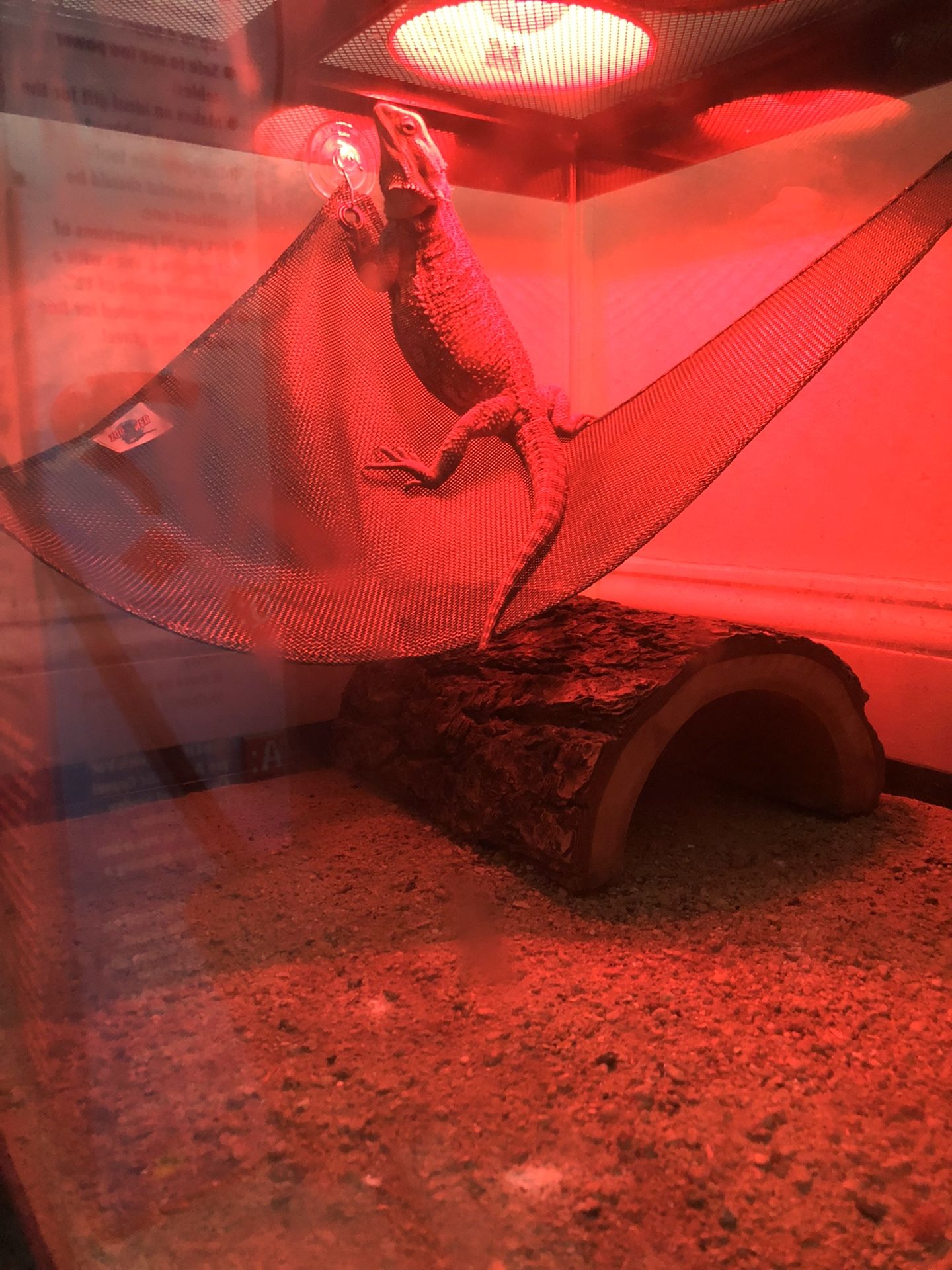 Cage/beardie!!