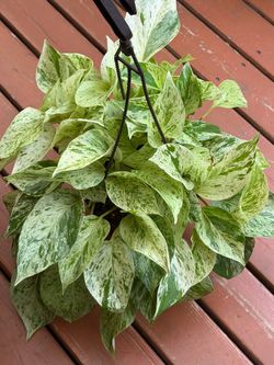 High variegated marble queen pothos