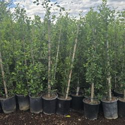 Ficus 