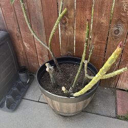 Rooted plumeria cuttings