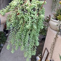 Donkey 🫏 Tails Succulent Plant $28