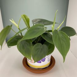 Philodendron Hederaceum  ( heart leaf) Plant