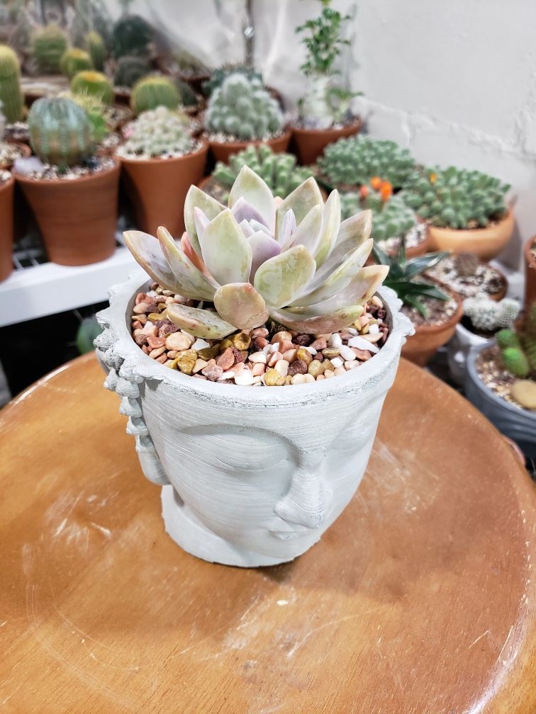 Echeveria Succulent Plant in Concrete Buddha Planter