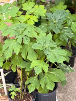 Tree Marigold (Thitonia diversifolia)