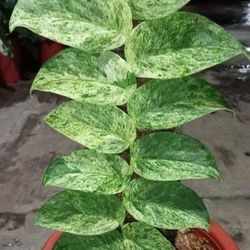 Snow Queen Plant/ Marble Queen Plant/ Indoor Plant/ House Plant