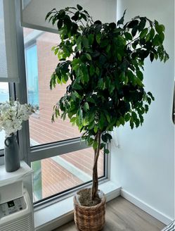 Large Artificial Ficus Tree in Woven Basket Pot