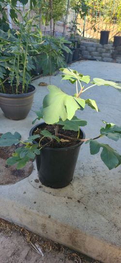 Fig Tree