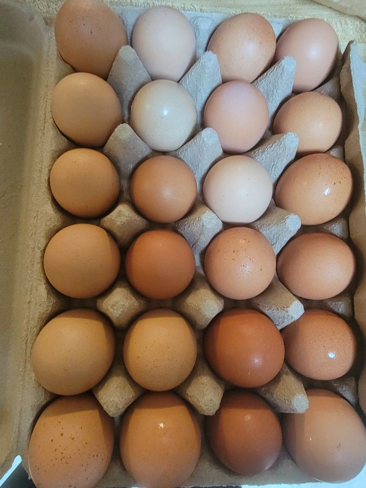 Fresh Eggs