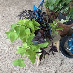 Sweet Potato Vine Plant 