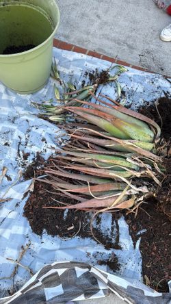Free Aloe Vera