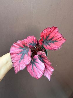 4” rex begonia