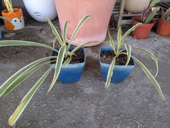 Spider Plant