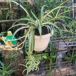 Medium Spider Plant.