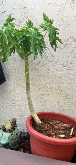 Taste good papaya