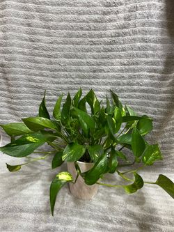Indoor Live Plant