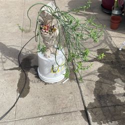 Una Planta En Un Jarrón Cacto 