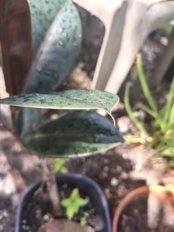 Red rubber plant