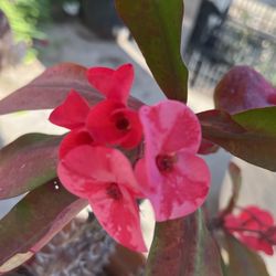 CORONA DE CRISTO ROSA