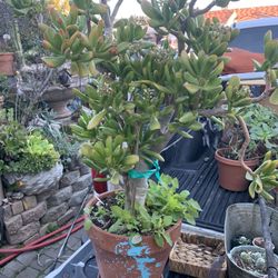 Big Succulent 36 Inch Tall. Pink / White Flower. 