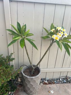 Potted Plumerias - 4’ tall