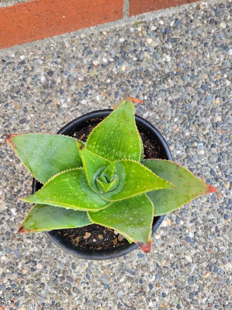 Aloe Striata Hib. ( Ghost Aloe ) 1 Gallon Pot