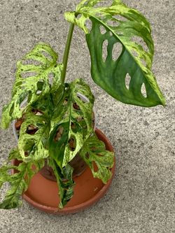 Monstera Adansonii Mottled Variegated rooted
