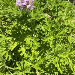 4 inch pot of Mosquito repellent geranium citronella plant - beautiful lilac flowers - drought resistant - strong fresh smell - Rooted and Ready to be