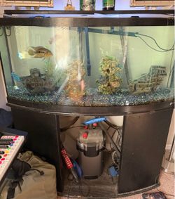 Large Bow Front Aquarium Tank with Stand