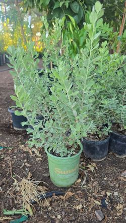 Sage