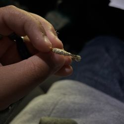 Women Ring