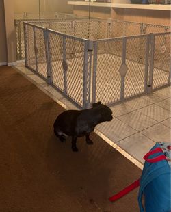 Extra large dog  gate