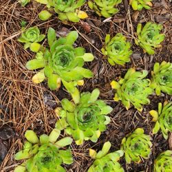 Beautiful Succulents 