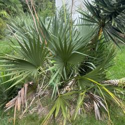 3 Year Old Very Cold Hardy Sabal Minor Palm Trees 