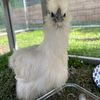 Eggie 