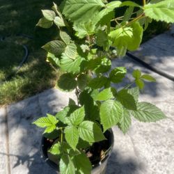 Blackberry Plant(no Thorns)