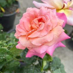 Rosales Rose Bush Plants Flowers Plantas Flores