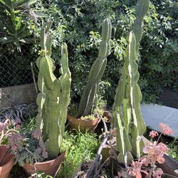 Large Plant Sale - Dragon Fruit, Fig Trees, Finger Lime, Euphorbia, Succulents
